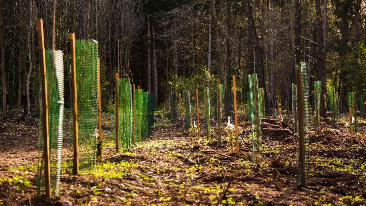 Beplanting av unge trær med beskyttelse i skogsområde i Bergen - Tredoktoren