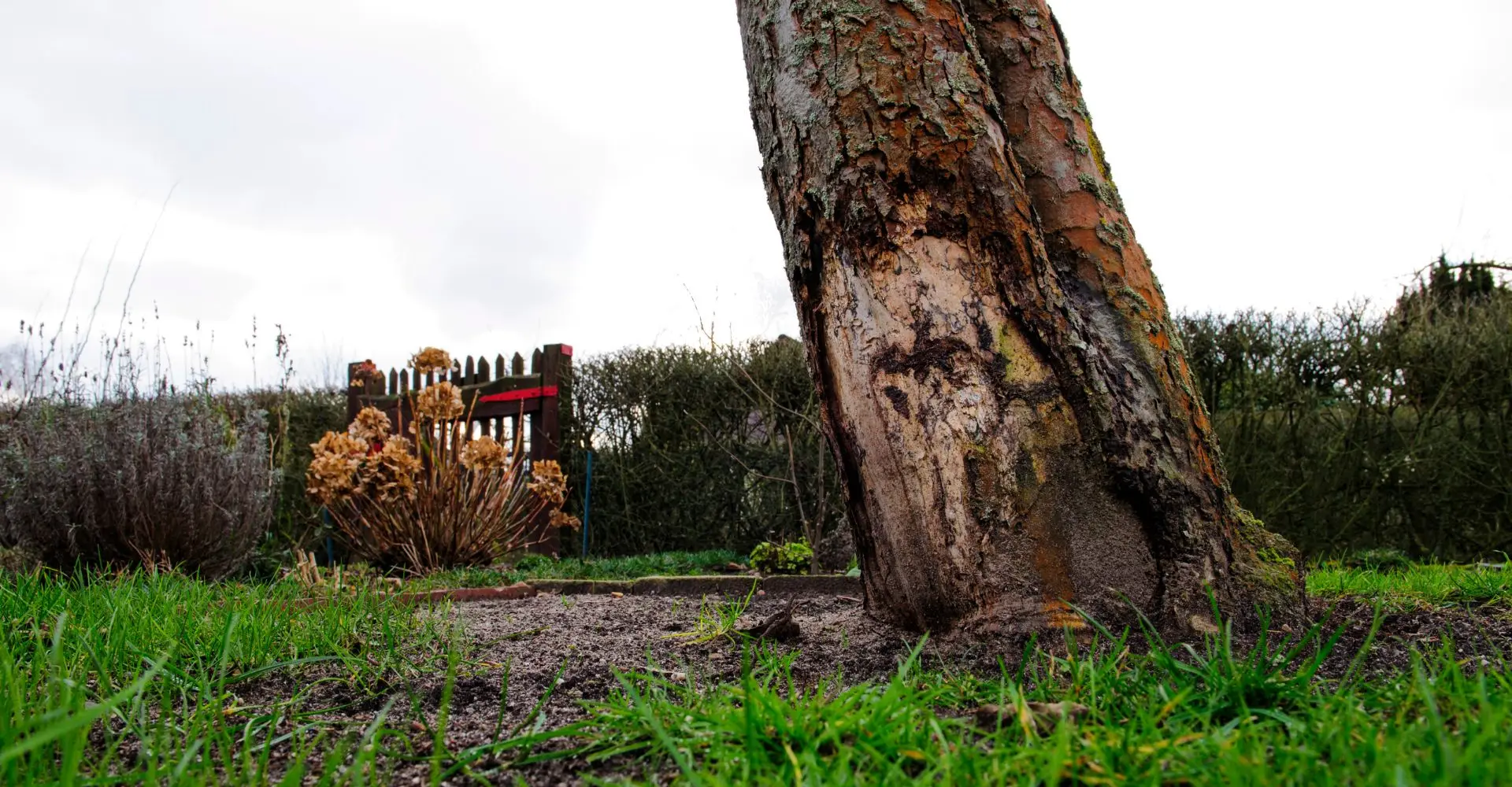 Trevurdering og rådgivning i Bergen med en stor trestamme i en hage med hekk, gjerde og beplantning
